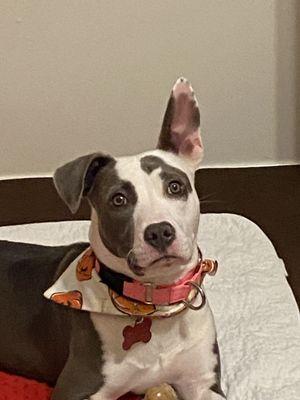 Iredell County Animal Control