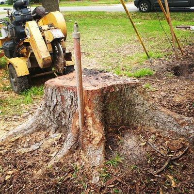 Shows Stump Grinding