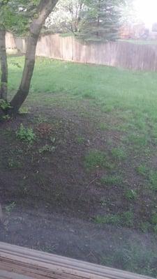 The huge dirt spot where you can see grass finally growing in after one treatment of aerating and putting seed down.