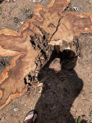 Extreme Tree Service