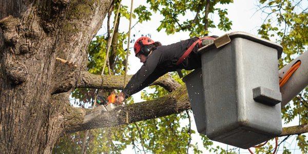 Cupertino Tree Service