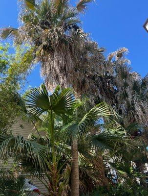 Anjanette Tree Service