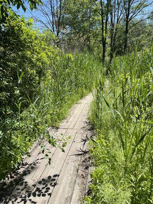 Whitebrook Nature Area