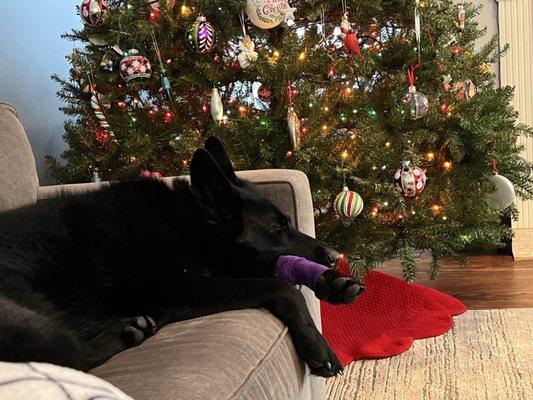 Luna resting after being checked out and bandaged up by the amazing staff at South Lyon Animal Clinic.