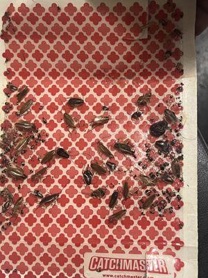 Candlelight Apartments