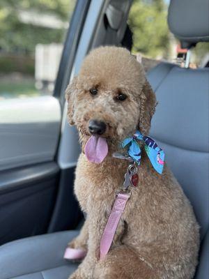 Wags to Riches Pet Grooming