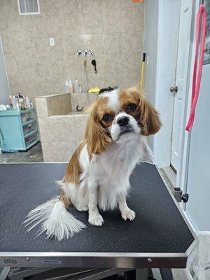 Divine Canine dog groomer