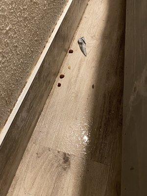 Wet floors with dog food