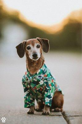 BluePearl Pet Hospital