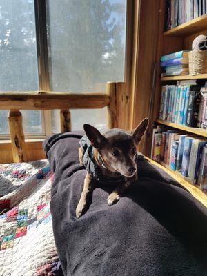 Little Paws Pet Care