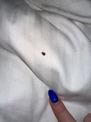 Bed bug