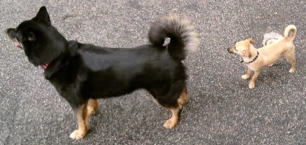 Pawsitive Dawg Walking and Pet Sitting