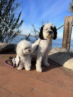 Dapper Doodle Mobile Dog Grooming