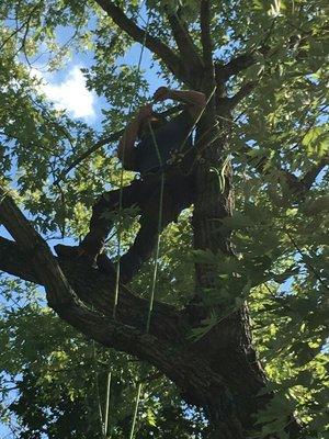 Shadetree Pruning & Permaculture