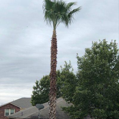 Jesus Luna Tree Service