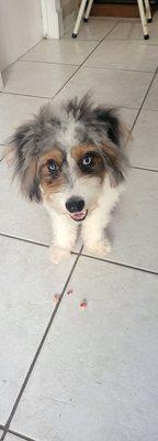 Indian Street Animal Clinic