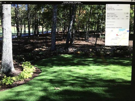 Mark T.'s zoysia on October 30, 2015, more than three months after installation.