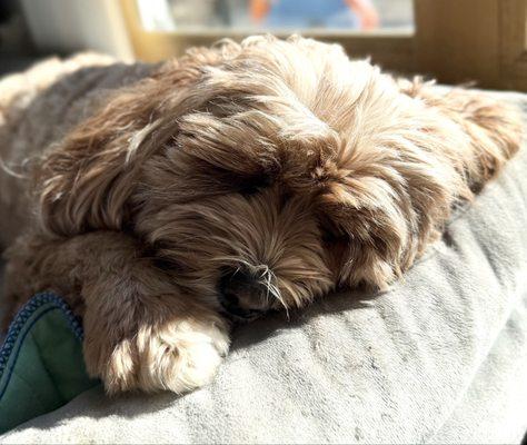 PetMedic Urgent Care Vet Clinic