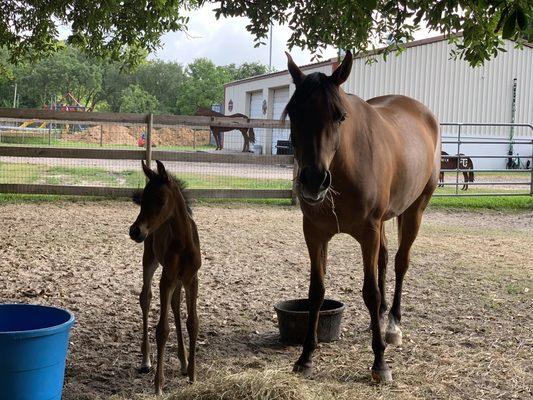 Santa Fe Equine Associates, PLLC