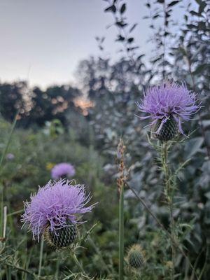 Bluffton University Nature Preserve