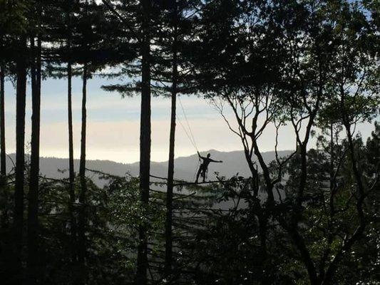 Verdant Arbor Care & Consulting