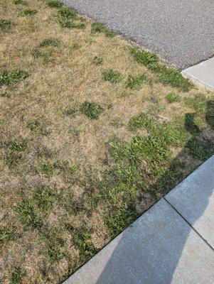 dead lawn with weeds