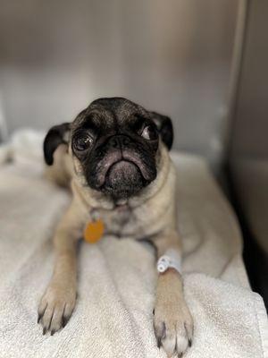 Grote Veterinary Clinic