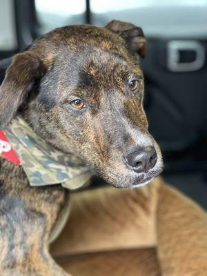 Blissful Clips Pet Grooming