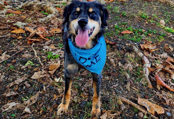 Hawaii Island Humane Society