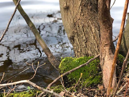 Pretty heart shaped "moss" at the bottom of the tree