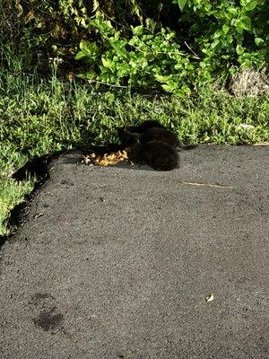 Kittens behind here. Look abandoned and are starving.