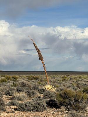 Grand Canyon Native Trails