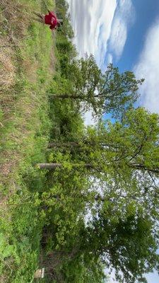 Midwest Brush and Timber