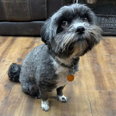 Hyde or Hare Grooming and Boarding