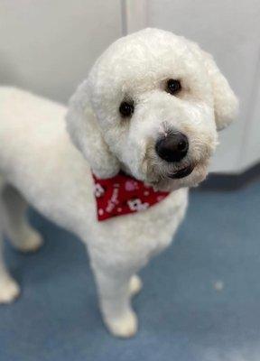 Gotta Love Those Doodles