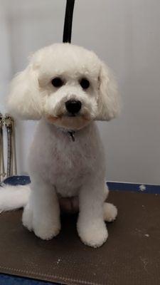 Doodles Dog Grooming