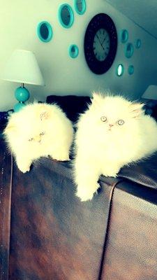 Feathers Scales & Tails Veterinary Hospital