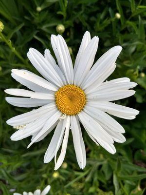 Big daisy