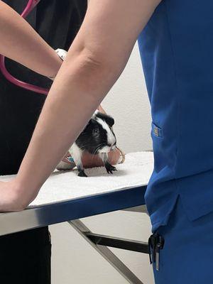 Santa Rosa Veterinary Hospital