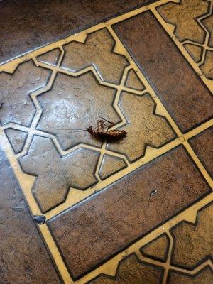 Rodeway Inn University/Downtown