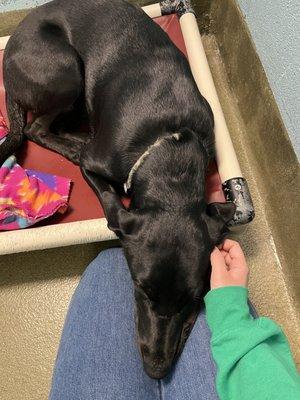 City of Denton Animal Shelter