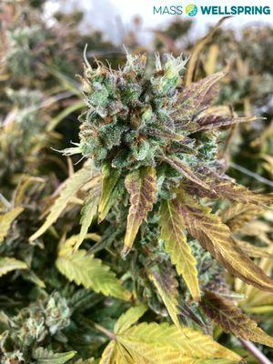 Mass Wellspring