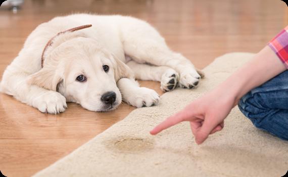 Pet Urine Treatments.