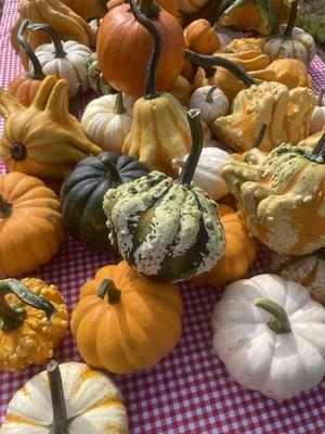 Baby pumpkins and Gizmos