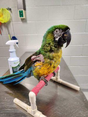 North Alabama Cat & Bird Veterinary Clinic