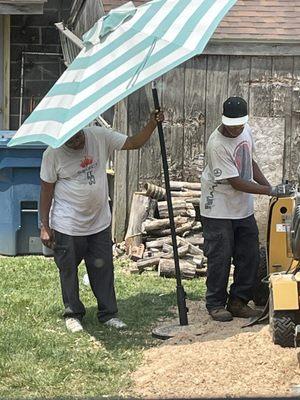 Andy's tree & landscape