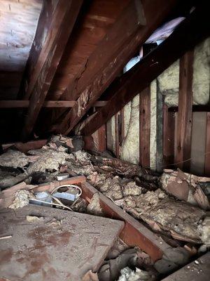 Stay Out Pest Solutions