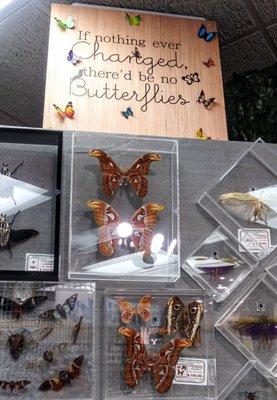 I dunno why I feel sad seeing them encased...