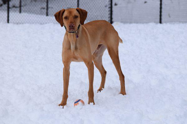 Lakes Region Pet Resort