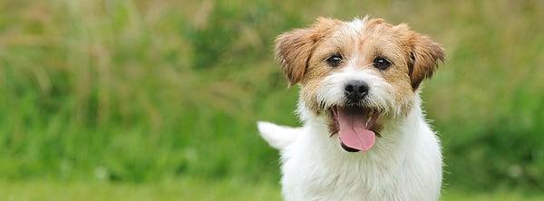 Landen Veterinary Hospital